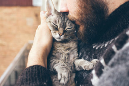 Cinco Motivos Para Adotar Um Gato Adulto Pippa Pet
